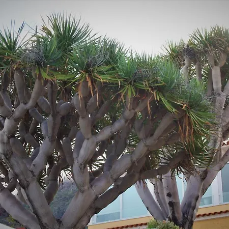 公寓 Sissi Boutique - The Terrace Between Ocean And Teide 圣乌尔苏拉